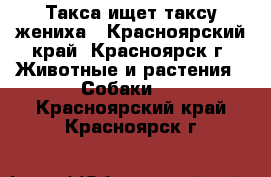 Такса ищет таксу жениха - Красноярский край, Красноярск г. Животные и растения » Собаки   . Красноярский край,Красноярск г.